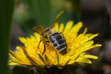 A bee eats nectar on a dandelion flower.
