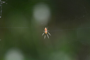 spider on wed
