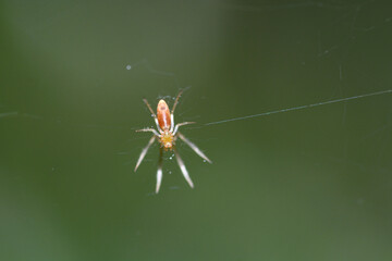 spider on wed