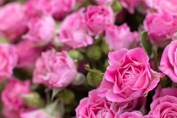 Bouquet of pink roses. Flower background