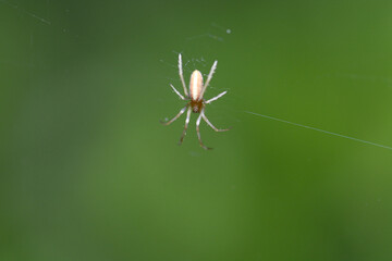 spider on wed