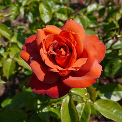 Red Flowering English Rose  Bush  Named Hot Chocolate