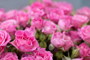 Bouquet of pink little roses close up. Flower wallpaper.