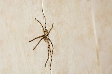 spider isolated on white background