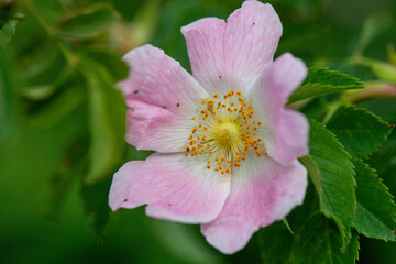 NATURA IN FIORE DETTAGLI