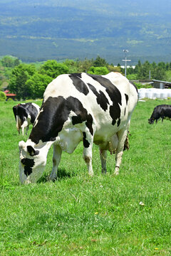 I went to a ranch with my family by ferry.