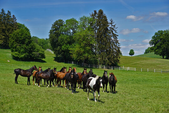 Pferdeherde auf der Schw&auml;bischen Alb, herd of horses on the swabian alb