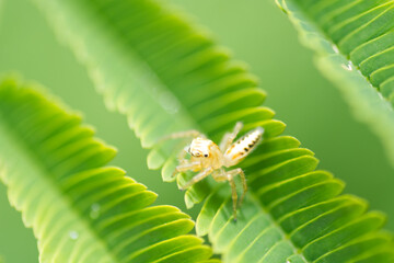 spider on a flower