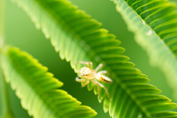 spider on a flower