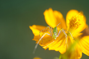 spider on a flower