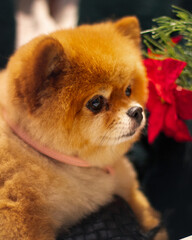 Very cute red Pomeranian spitz dog