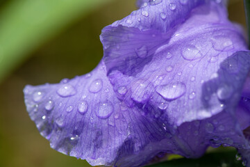 Natura in fiore dettagli