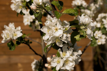 Apple tree blossom