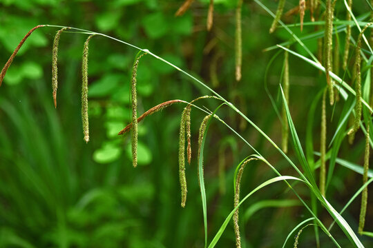 Hänge-Segge, Carex pendula, Hängende Segge, Große Segge, Riesen-Segge, sedge, drooping sedge