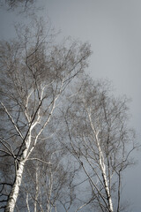 White leafless birch trees in bright sunshine, autumn, winter or early spring season, white bark, blue sky with treetop