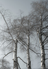 White leafless birch trees in bright sunshine, autumn, winter or early spring season, white bark, blue sky with treetop