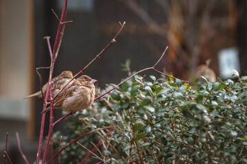 Small birds sparrows on a cold day in the city