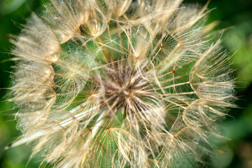 Natura in fiore dettagli