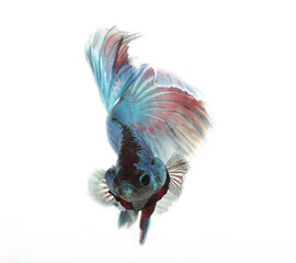 Angry Betta Fish on white background