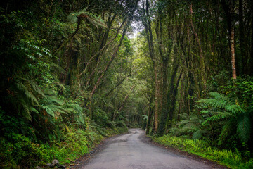 NZ Forest 2