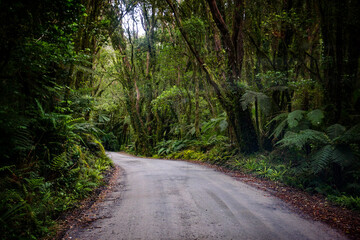 New Zealand Forest