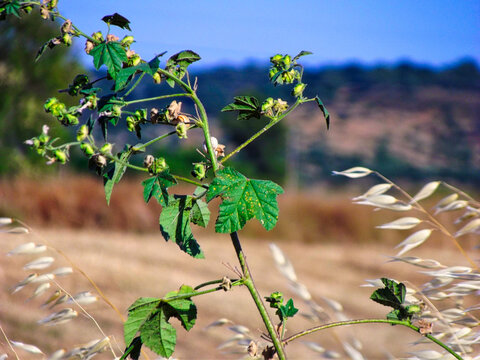 NATURE - FLOWER
BADAJOZ (SPAIN)
CAMERA FINEPIX S2980 BRIDGE

AMATEUR PHOTO
5 JUNE 2020
