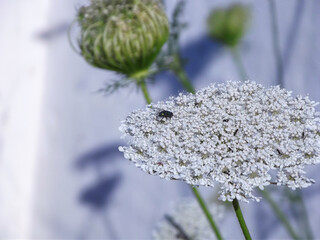 FLY - NATURE - FLOWER
BADAJOZ (SPAIN)
CAMERA FINEPIX S2980 BRIDGE
5 JUNE 2020

AMATEUR PHOTO
