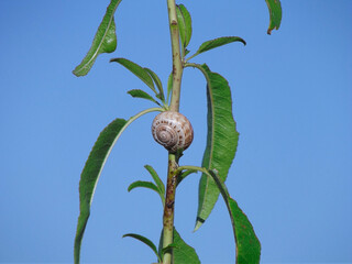 SNAIL
BADAJOZ (SPAIN)
CAMERA FINEPIX S2980 BRIDGE
5 JUNE 2020

AMATEUR PHOTO