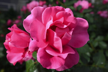 The buds of red roses