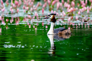 Grebe on a pond