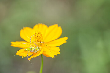 spider on a flower