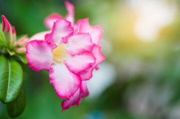 pink rose flower