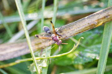 dragonfly on a branch