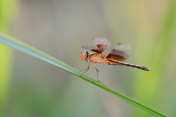 dragonfly on a leaf