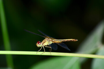 dragonfly on a leaf