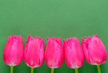 Bright pink fringed tulips on green background with copy space. Congratulation layout