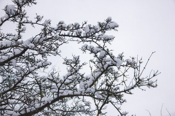 Snow on branches in Winter