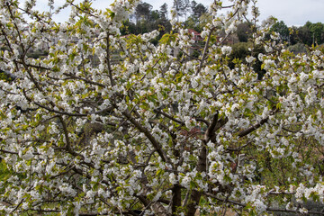 Tree with cherry blossom in full bloom , Viseu , Portugal