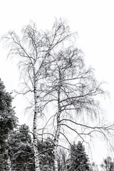 Birch trees against white sky. Black and white, vertical photo.