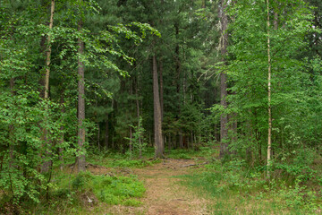 Forest landscape. Thick thicket of coniferous forest. The path leads into the depths of the forest.