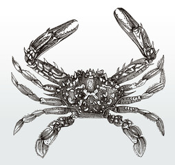 Blue swimmer crab, portunus armatus in top view after an antique illustration from the 19th century