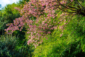 Poon Hill trek, Annapurna, Nepal