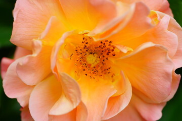Apricot orange rose flower growing in the garden