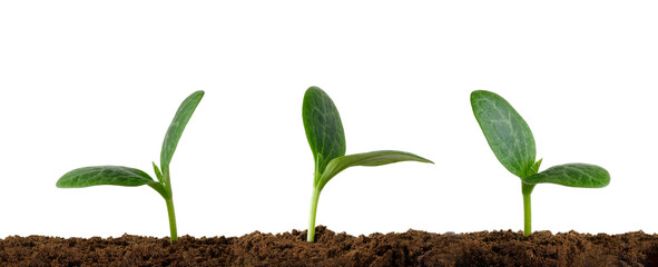 Three young squash sprouts isolated on white background with copy space. Concept of growth