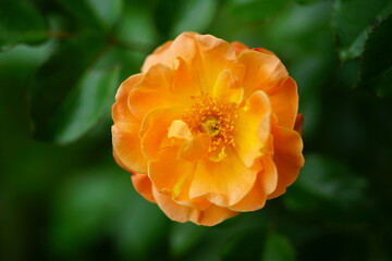 Apricot orange rose flower growing in the garden