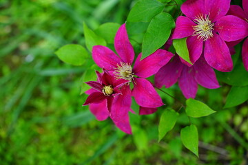Dark purple single clematis flower on the vine © eqroy