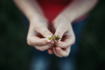 Closeup of child girl holding small white spring flowers in hands. Outdoors fun summer seasonal children activity. Kid child having fun. Happy childhood lifestyle. Care love for nature.