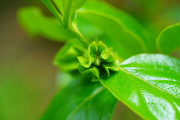 Flower bud of a persimmon kaki fruit growing on a tree