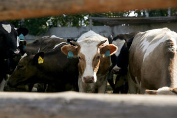 Young calves and cows on a paddock on a farm.