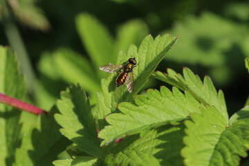 goldgrüne Schwebfliege